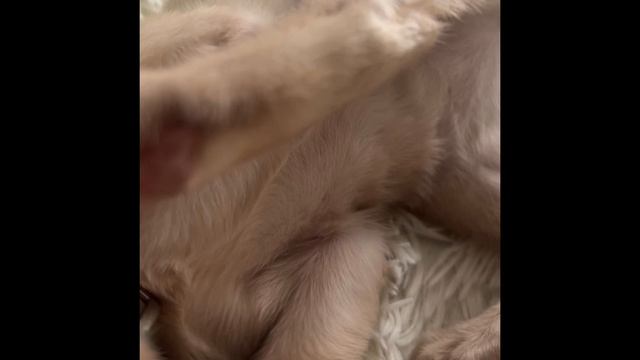 Ася-Кассиопея 3 мес. Бурма