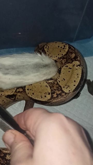 Кормление удава Буринга. 8 апреля 2026 г.