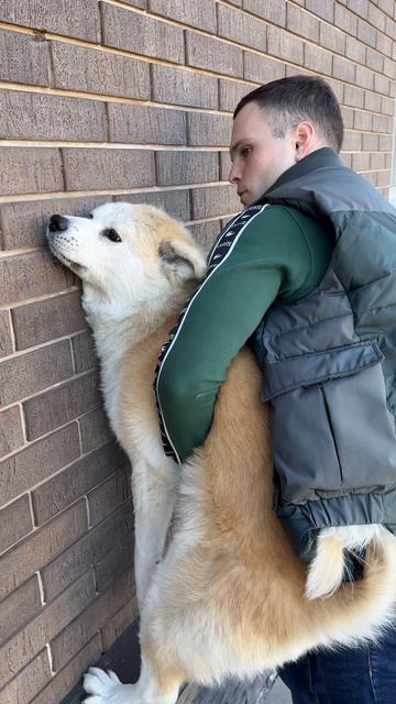 Какая порода собак самая умная? Ответ в этом видео!