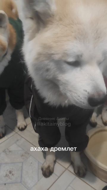 Спать хочу! Акита Бубусик готов спать и стоя