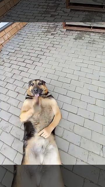 Я хочу сказать. Пёс хочет сказать. Что же я хочу сказать? бит лютый ваще! мем про танцующего  пса!