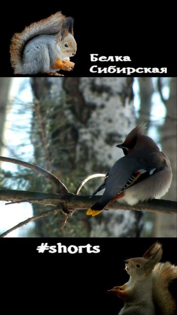 Свиристели сидят на дереве