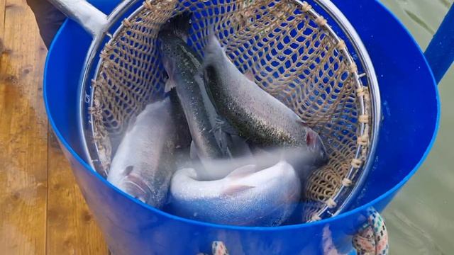 Утренние поимки и зарыбление.