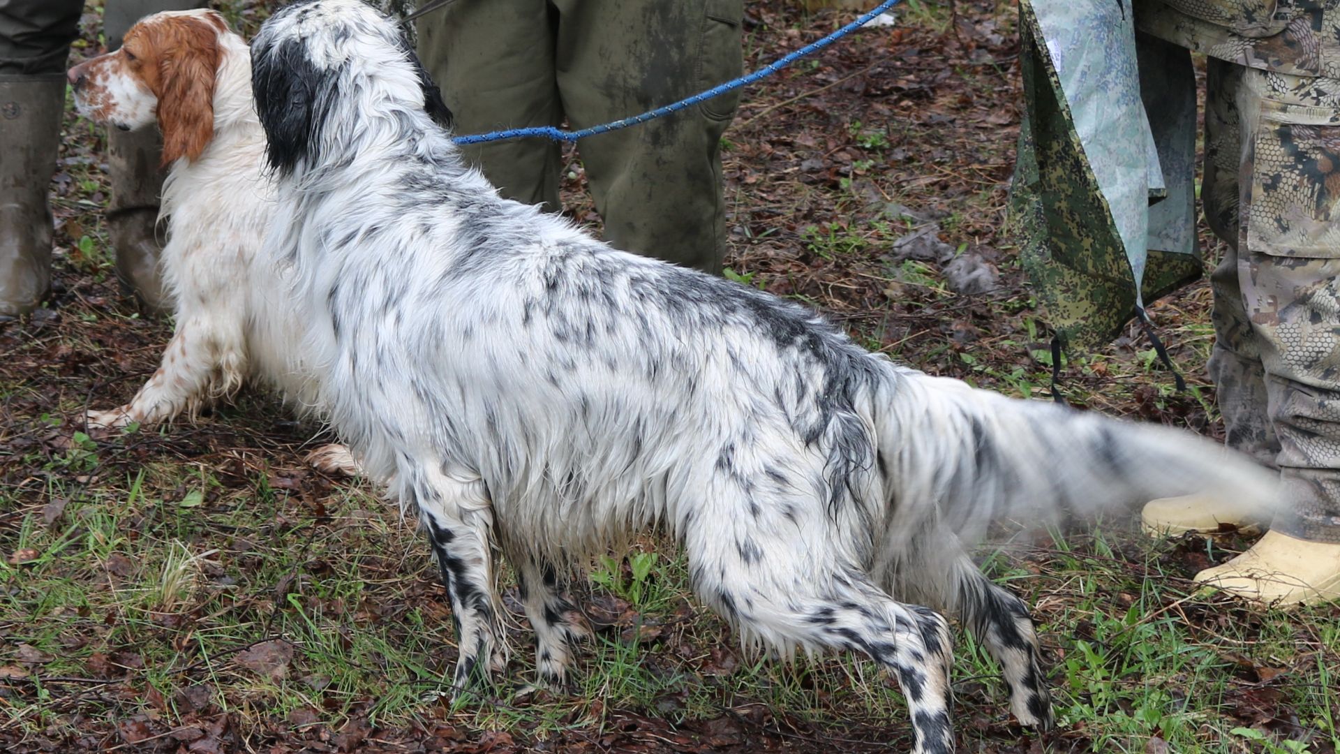 Клинская выставка охотничьих собак в МО