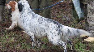 Клинская выставка охотничьих собак в МО