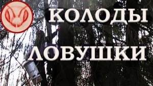 Ловушки на рои 2026