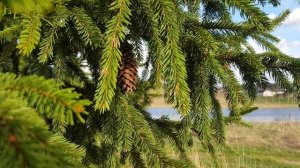 013▪️Ёлка и шишки в весеннем лесу ▪️Футажи ▪️Красивая природа