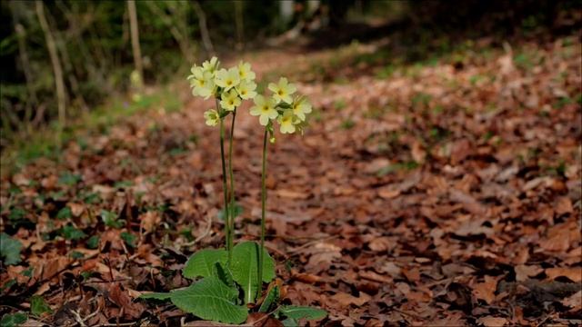 Бросьте этот предмет в воду 19 апреля. Мощный обряд на деньги.