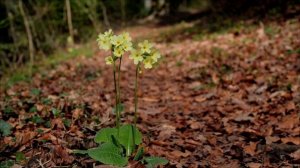 Бросьте этот предмет в воду 19 апреля. Мощный обряд на деньги.