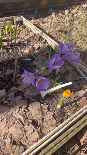 Первые крокусы у подъезда! Весна пришла 🌸😍