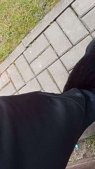 Без лапик часть 2