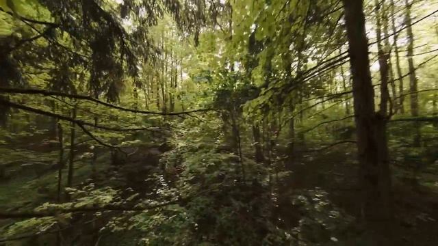 CineWhoop Drone Forest Flight