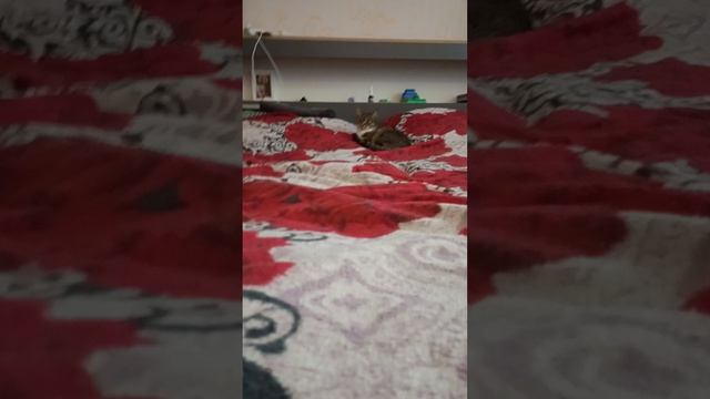 в мире животных