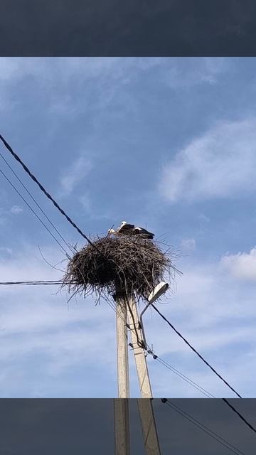 Аисты в Калужской области. А вы уже видели аистов в этом году?