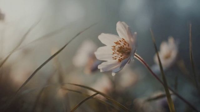 ДУША СТАРОГО ДОМА мои тексы из раннего   моиразмышлизмыРАД