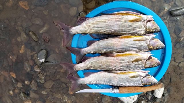 Хороший размер Хариуса