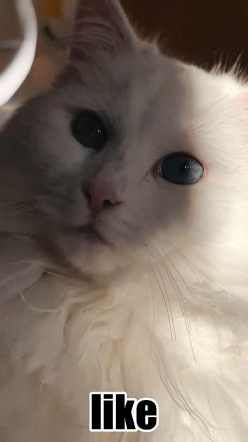 какой кот красивый.