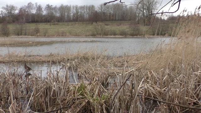 Охота с подсадной уткой. Одним кадром 2.