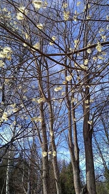 Весна в Шуваловском парке_1. С-Пб_Апрель 2026 год