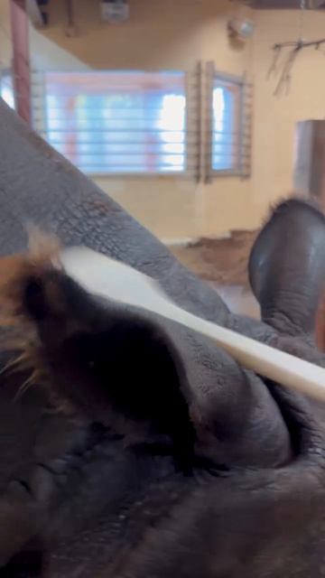 Индийский носорог