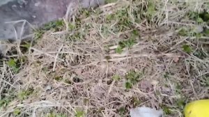 Зомби апокалипсис, 2часть