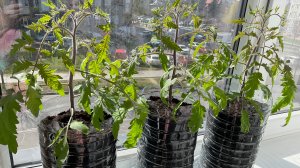 Томат Гаргамель,украшение вашего огорода и услада желудка.Обзор сорта.