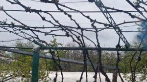 Благая  Весть