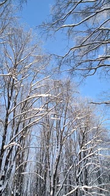 Зима в парке. 2026 г. 11