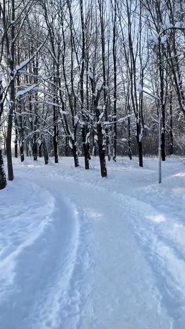 Зима в парке. 2026 г. 01