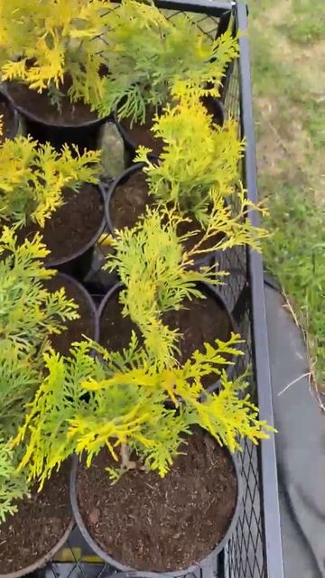 Тележка помощник