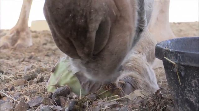 Camels vs. Cactus!!! جمل