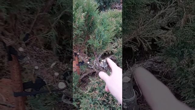 Стригу Можжевельник Череповец ГАЛИСАД