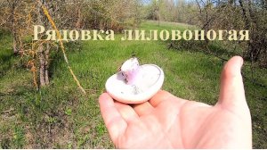 Синеножка весной – бери не хочу.