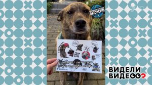 Пес из цветочного магазина. Видели видео? Фрагмент выпуска от 05.04.2026