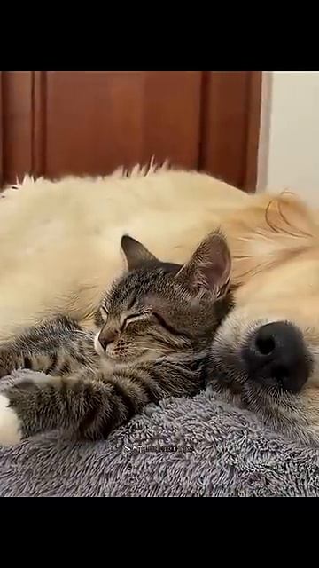 очень милая история-2026