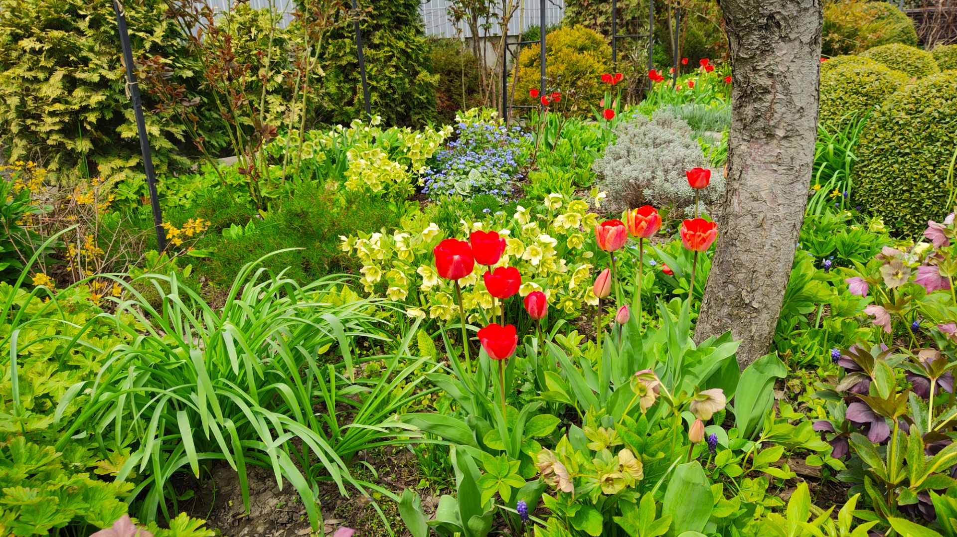 Тюльпаны, нарциссы, белоцветник, новый ифейон и пересадки в саду. 18 и 19 апреля 2026 г. Пятигорск