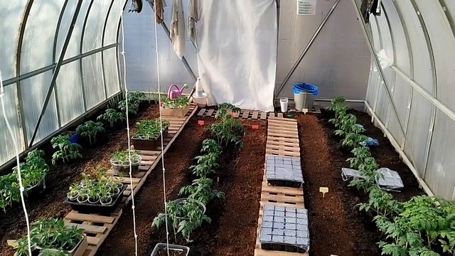 17.04.2026 Венса пришла! Запустили теплицу!