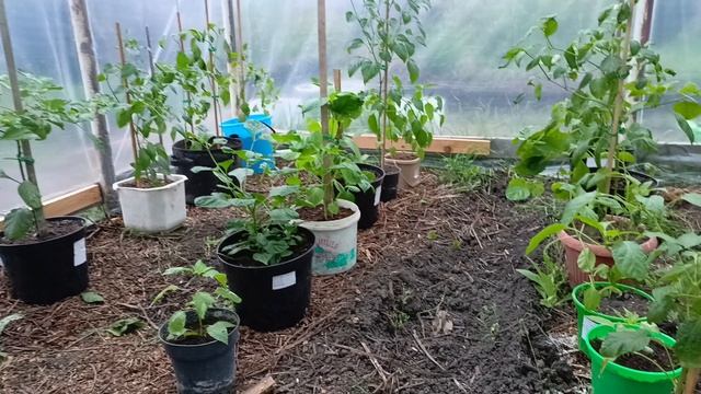 Работаю в теплице. Вынес острый 🌶️ перцы на улицу 19.04.26