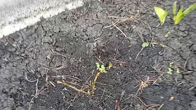 съездила в деревню, высадила капусту (видео от 17.04.26)