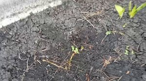 съездила в деревню, высадила капусту (видео от 17.04.26)