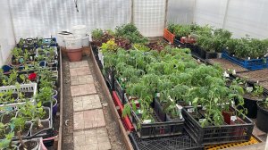 Погода изменилась и мы задействовали вторую неотапливаемую теплицу.