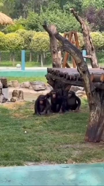 БЛИЖАЙШАЯ РОДНЯ...