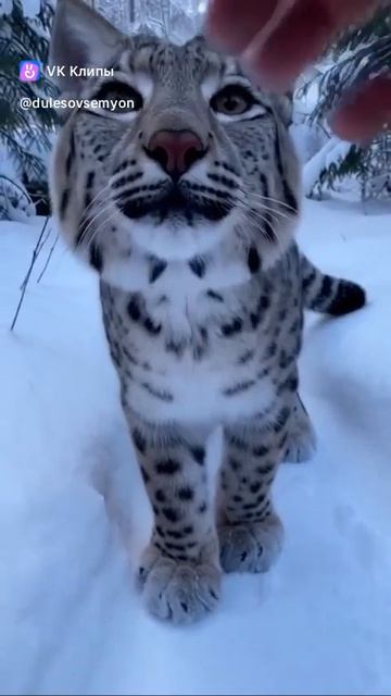 В лесу зимой