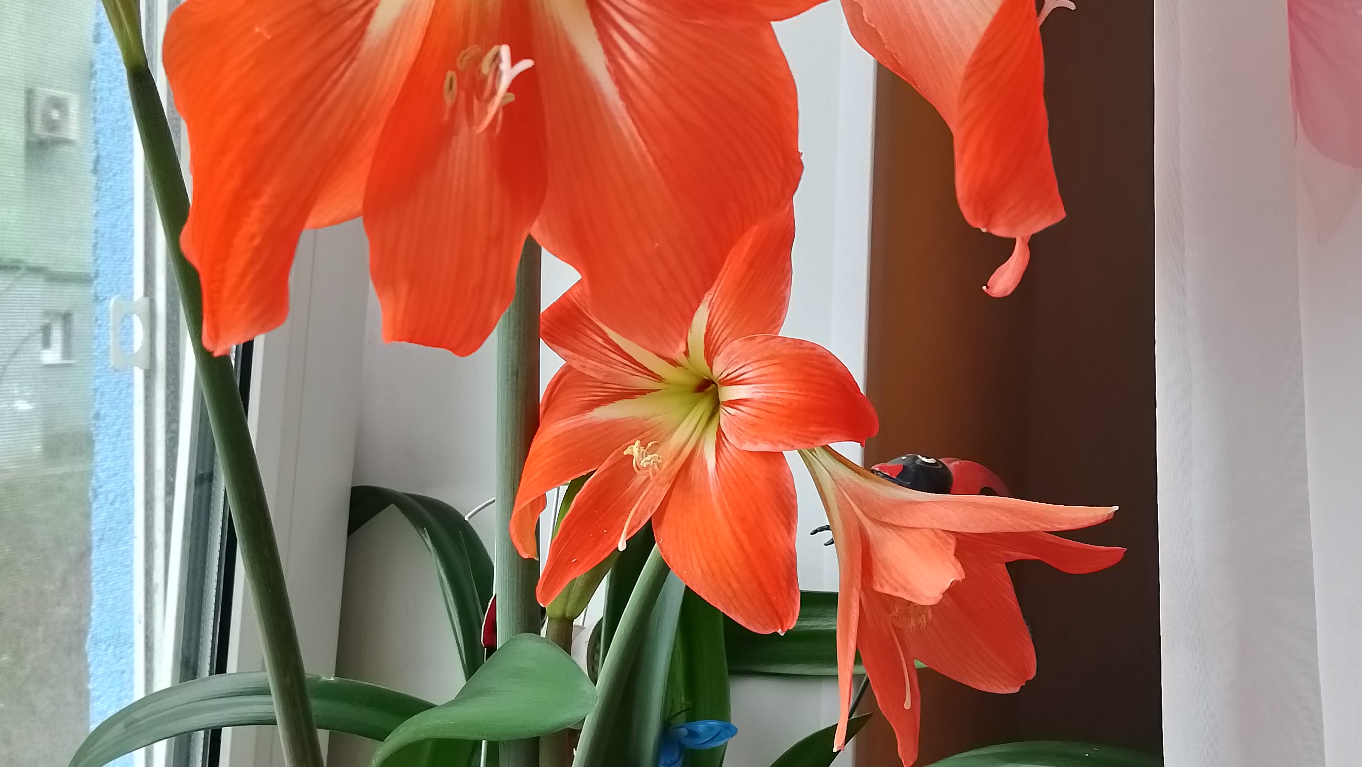 Мой гипоаструм всегда цветëт в апреле/