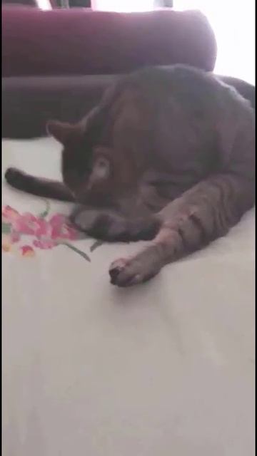 Барсик умывается перед сном