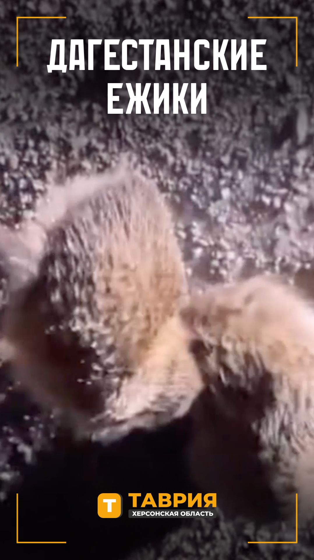 Дагестанские ежики