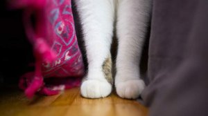 Ветеринар раскрыла причину топтания кошек лапами по хозяину