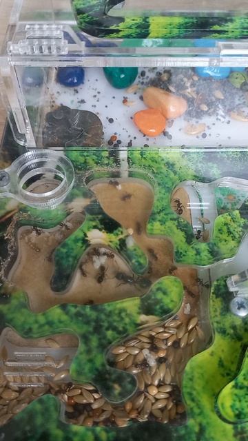 ПОЯВИЛОСЬ ТРИ НОВЫХ МУРАВЬЯ!ЯИЦ И ЛИЧИНОК ОЧЕНЬ МНОГО!КАК ПОЖИВАЮТ МОИ МУРАВЬИ