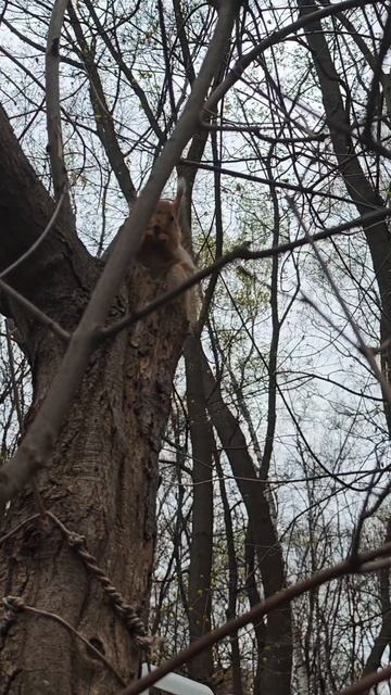 Белка грызет орех