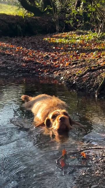 НАШИ ЖИВОТНЫЕ. 20.04.2026г. 🥰🥰🥰 Они для нас СТРАНИЦА В ЖИЗНИ, а мы для них И ЕСТЬ ВСЯ ЖИЗНЬ! 🤥🤗